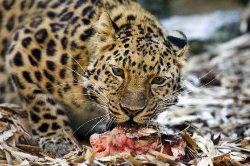 амурский леопард ест мясо