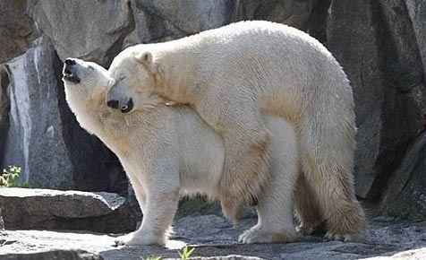 секс белых медведей