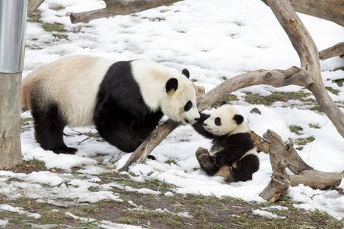 большая панда с детенышем