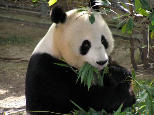 большая панда ест листья