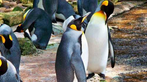 imperatorskie pingviny