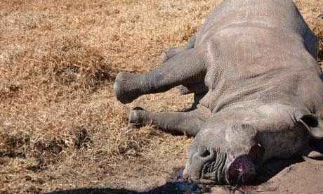 Белый носорог жертва браконьеров