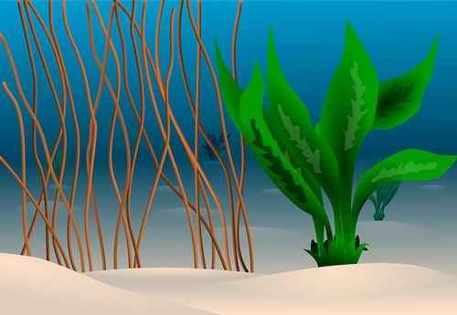 подводные растения