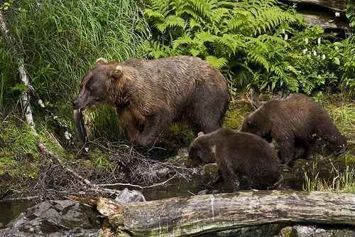 самка бурого медведя с медвежатами