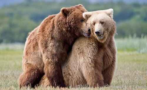 размножение бурых медведей