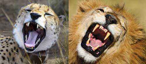 фото зубов гепарда и льва