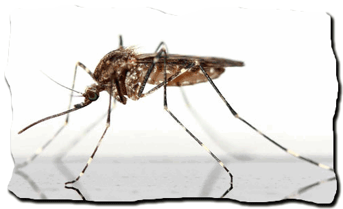 комар, крупным планом, макросъемка 