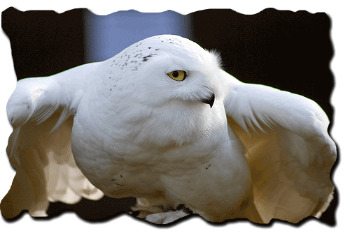 белая или полярная сова
