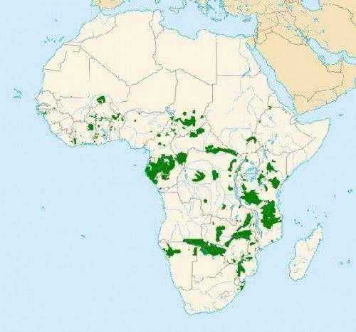 карта ареал африканских слонов