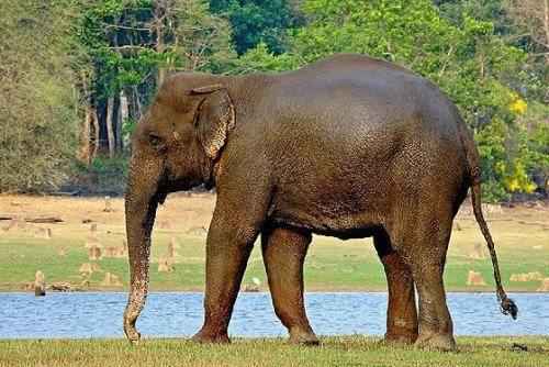 азиатский слон