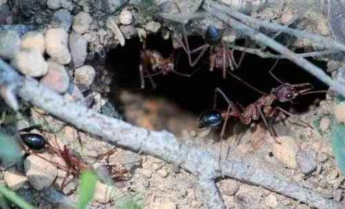 фото муравьи-бульдоги