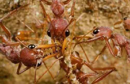 фото муравьи-бульдоги