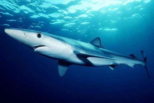Какие виды акул самые опасные для человека — список, фото и описание зверушки,живность,питомцы,Животные
