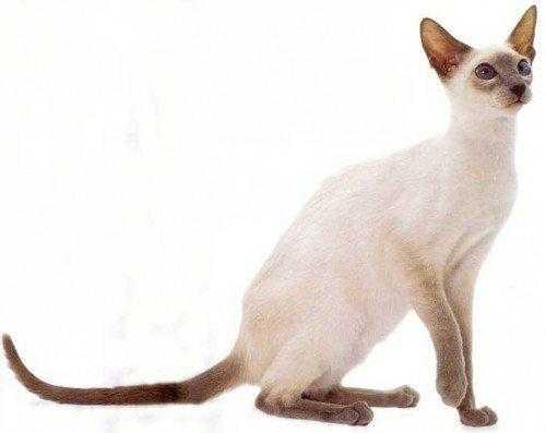 фото-сиамской-кошки