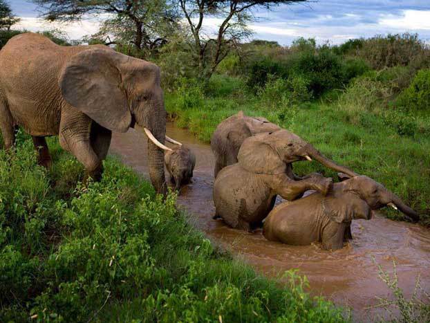 Слоны-в-Национальном-парке-Пенджари