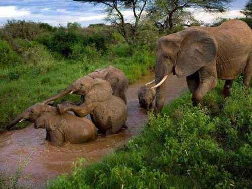 Слоны-в-Национальном-парке-Пенджари