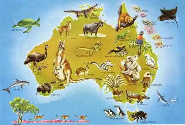 дикая-природа-австралии