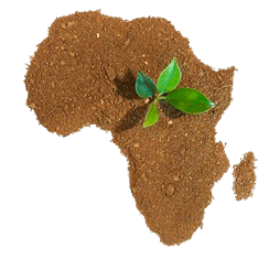 растительный-мир-африки
