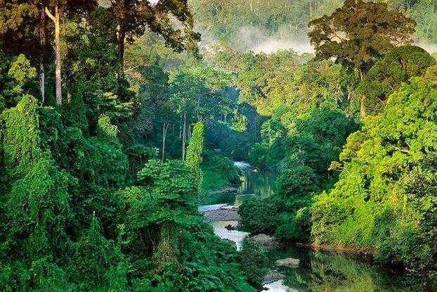 джунгли азии