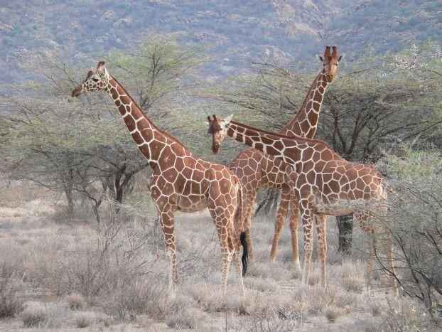 три жирафа