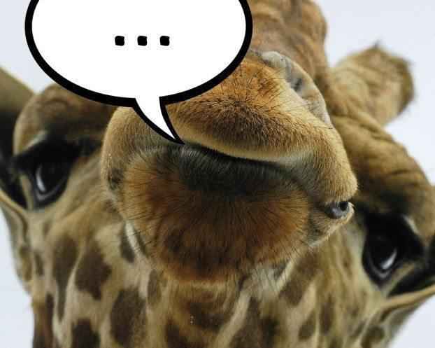 общение жирафов