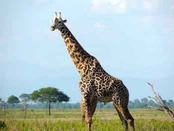 описание-жирафов