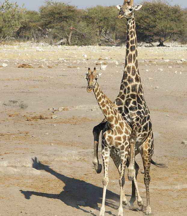 жирафы-размножение