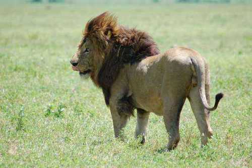 Масайский лев