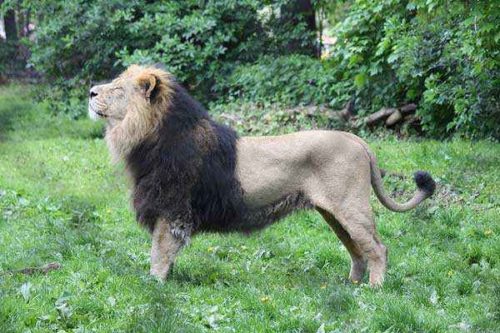 фото-азиатского-льва