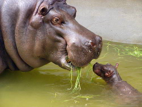 мама и теленок бегемота