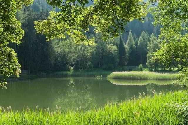 Австрия, пруд, вода, лес, деревья, лето, весна