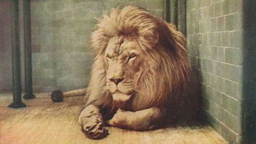 барбарийский лев