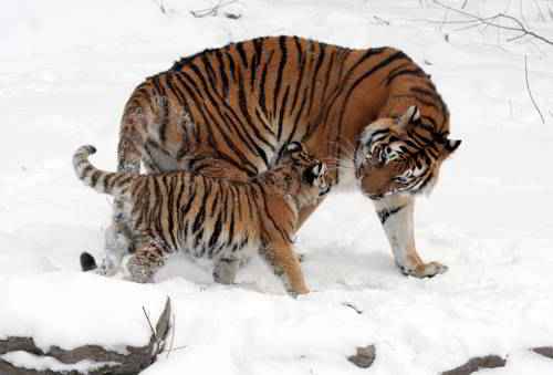 ТОП 7 самых знаковых животных, обитающих в Сибири - описание, фото и видео