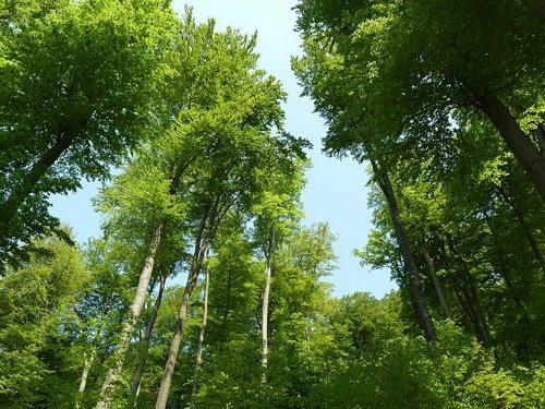 Бука, лиственный лес