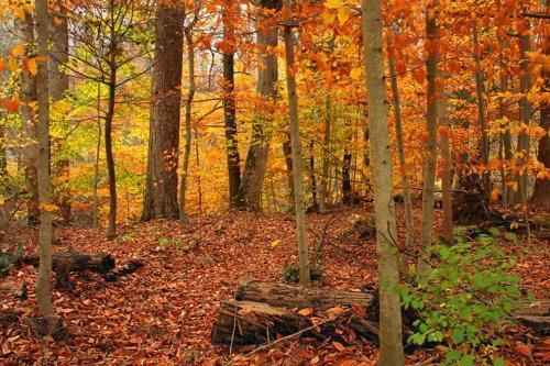 осень в лесу умеренного климата