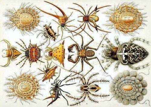 паукообразные-отряды