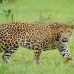 описание леопардов