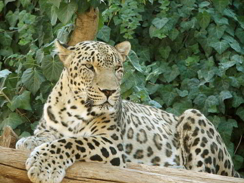 Персидский леопард