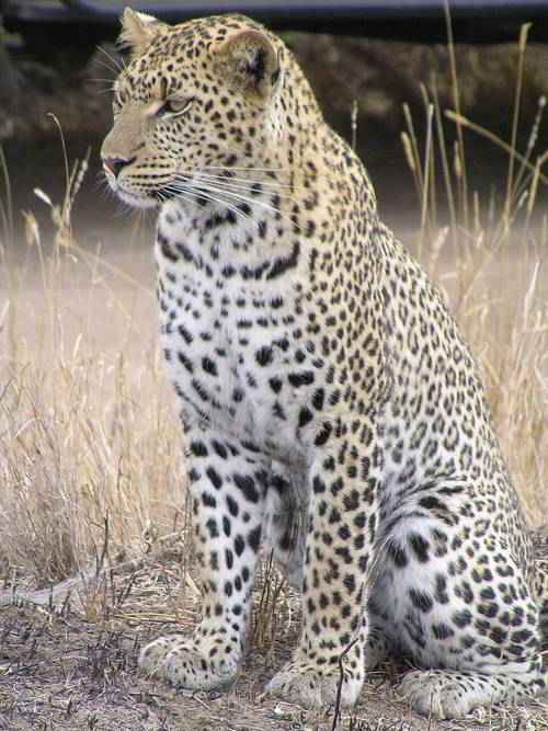 африканский леопард