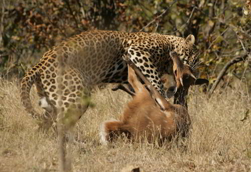 леопард в экосистеме