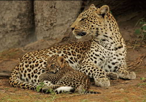 продолжительность жизни леопарда