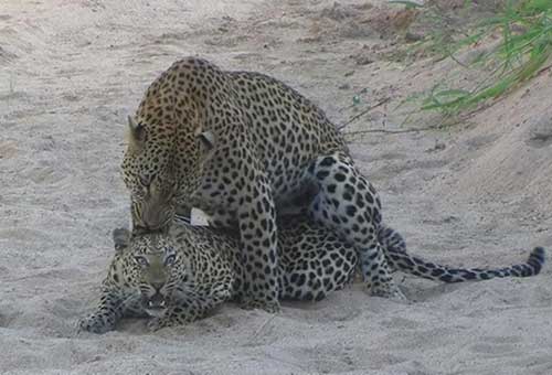 размножение-леопардов