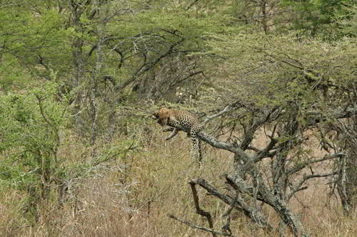 среда обитания леопардов