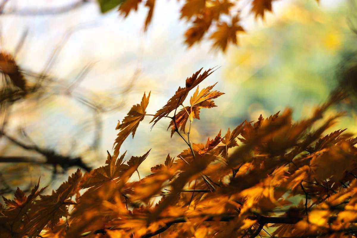 Почему Осень Называется Золотой Сочинение