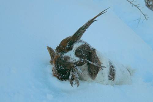 ТОП 10 Лучших охотничьих пород собак - Английский спрингер-спаниель