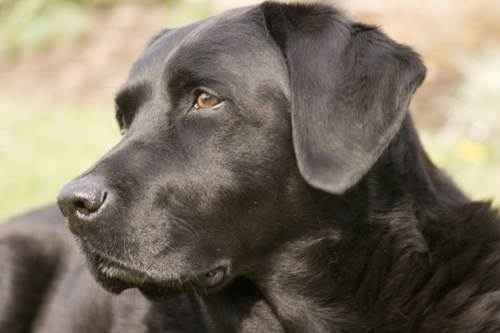 Охотничьи собаки: список пород с фото и описаниями