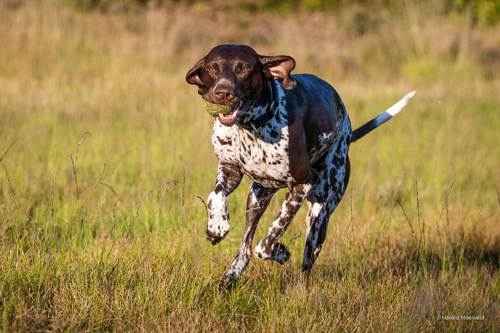 ТОП 10 Лучших охотничьих пород собак - Пойнтер