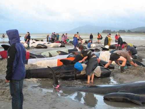 явления природы - Выброс китов на мель