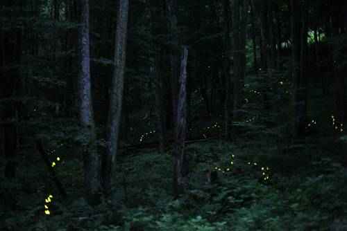 явления природы - Синхронное мигание светлячков