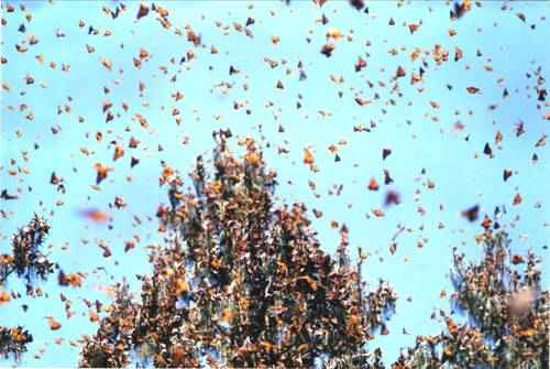 явления природы - миграции бабочки Монарх